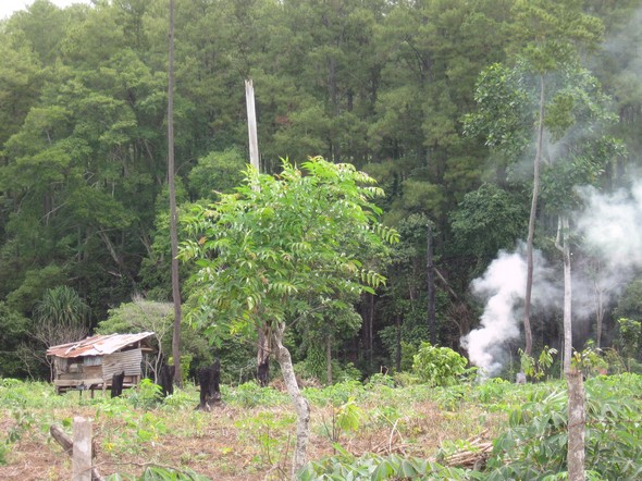 Scarred remnants on the edge of the forest, Ulu Masem / Environmental Justice and Governance Research Lab Selling the wind